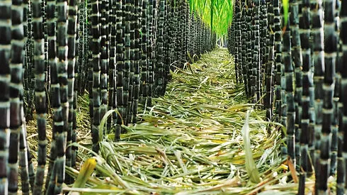 sugar suppliers5.jpg